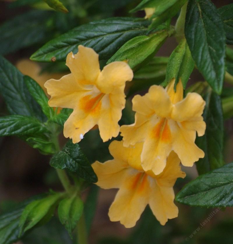 Diplacus-aurantiacus-lompocensis is a Sticky monkey flower with little sticky and bigger flowers and is sometimes called Mimulus aurantiacus, which is what they call almost all the monkey flowers. It's like everyone is Bob and Mary.