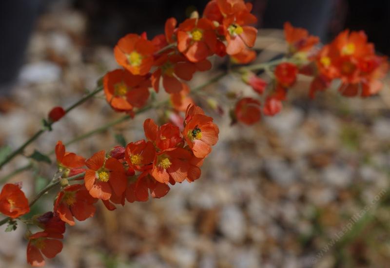 Sphaeralcea munroana. Munro's Globemallow - grid24_24