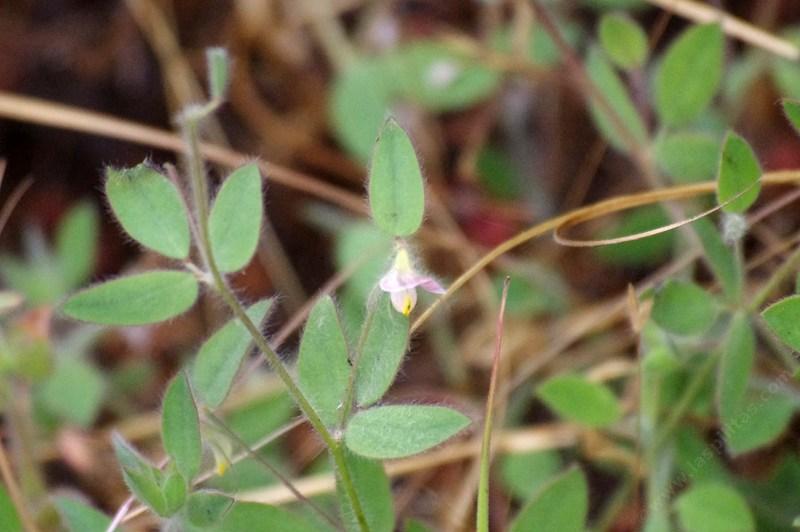 Lotus purshianus, Spanish clover, Spanish Lotus 