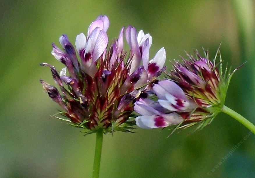 Trifolium willdenovii. Tomcat Clover - grid24_24