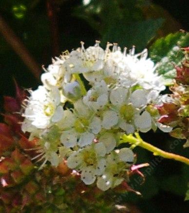 Physocarpus capitatus Ninebark, flowers are white
