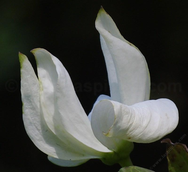 Pacific Dogwood, Cornus nuttallii  in San francisco