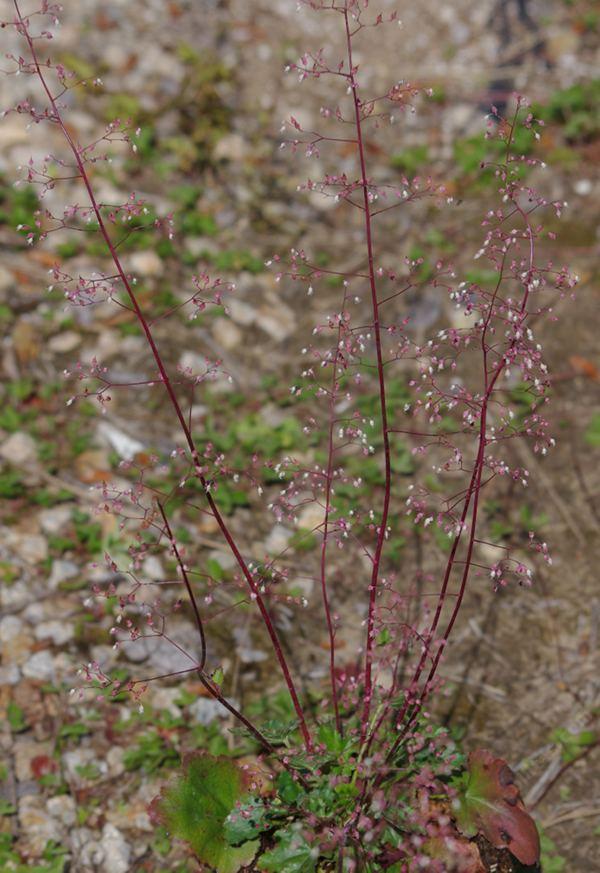heuchera micrantha is a cutie - grid24_24