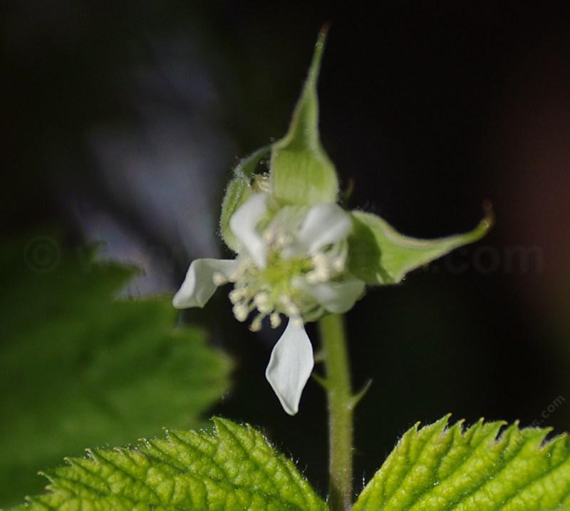 Rubus leucodermis, Western Raspberry.