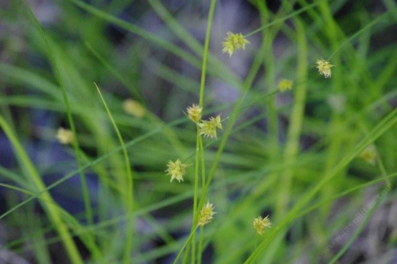  Carex pansa (sanddune sedge)