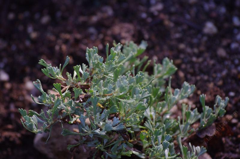 Black Sagebrush (Artemisia nova) is a very small little sage. They are making a  germacranolide out of it. - grid24_24