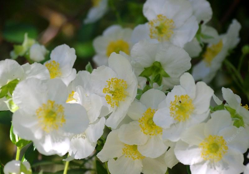 Bush Anemone,  Carpenteria californica is a nice clean bush that explodes into flower. Try this plant in a container or large pot if you have a deck or patio. - grid24_24