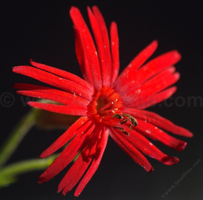 Silene laciniata angustifolia,  Red Catchfly with it's red star