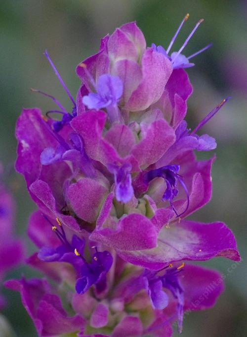 Salvia Pachyphylla Rose Sage Mountain Desert Sage Salvia Pachyphylla Rose