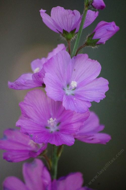 Sidalcea oregana (Oregon checkerbloom) flowers - grid24_24