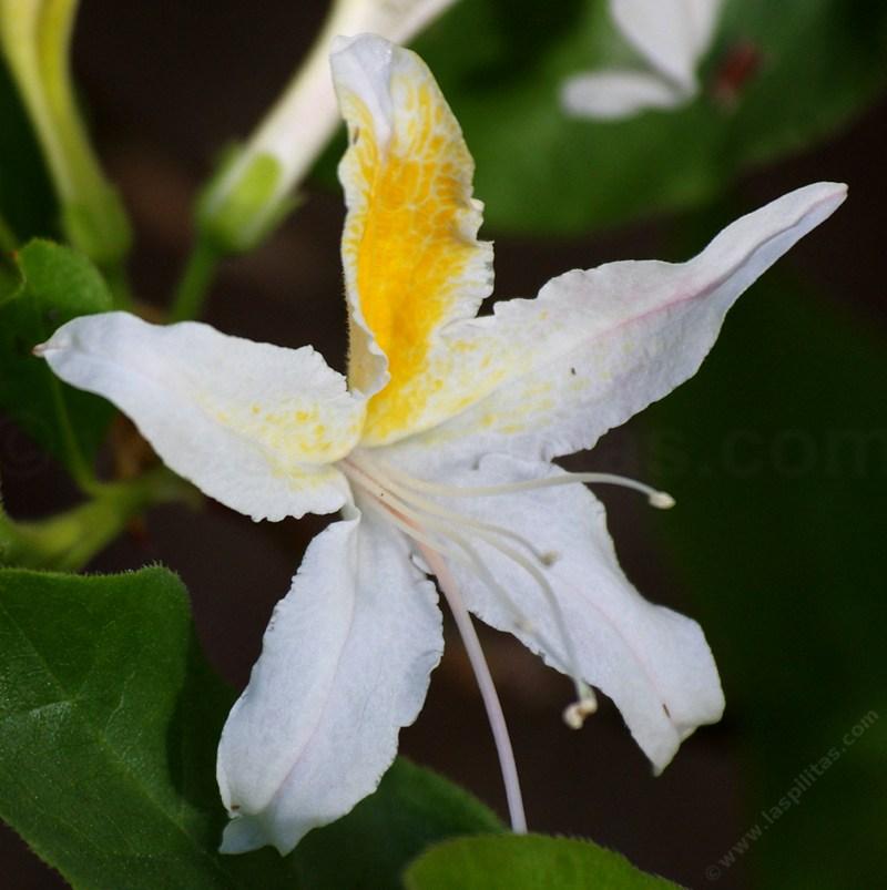 Western Azalea flower, this one was in our back yard.