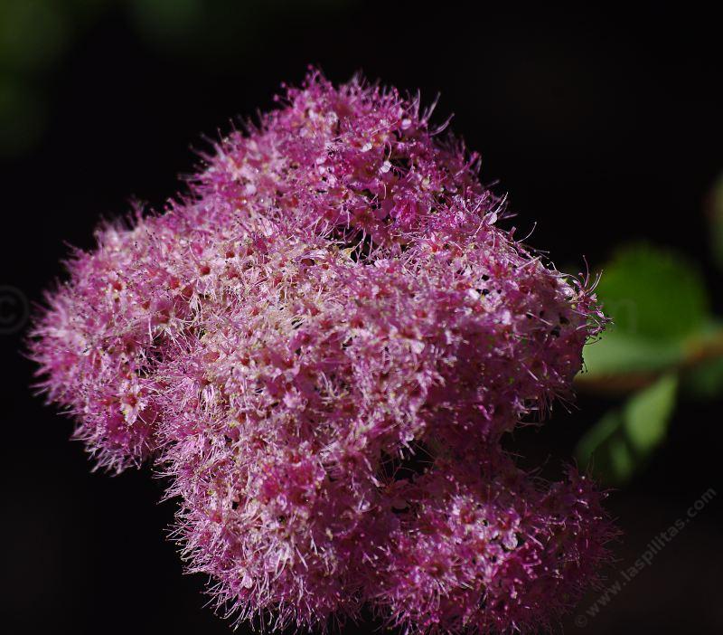 In Santa Margarita Mountain Spiraea flowers in part shade and regular water. Should be drought tolerate at places like Tahoe or Big Bear. - grid24_24