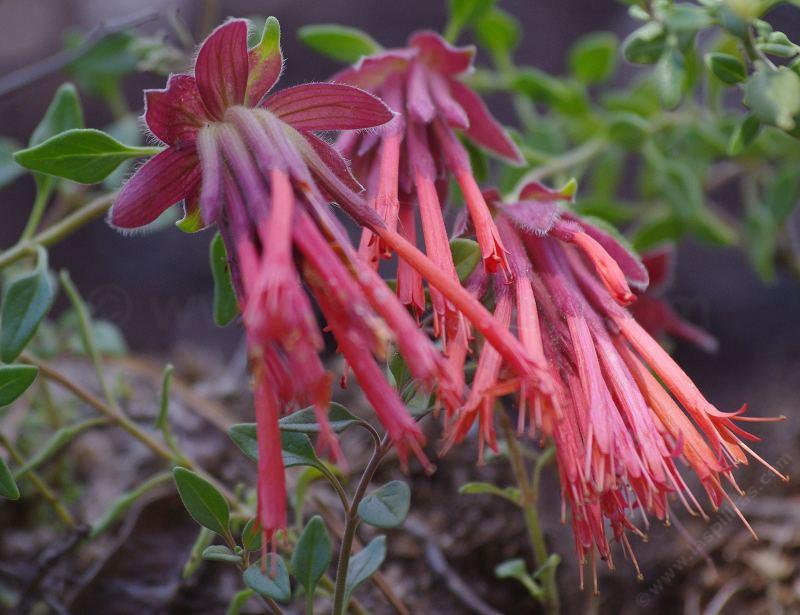 Monardella macrantha red monardella has a nice fragrance and great flowers - grid24_24