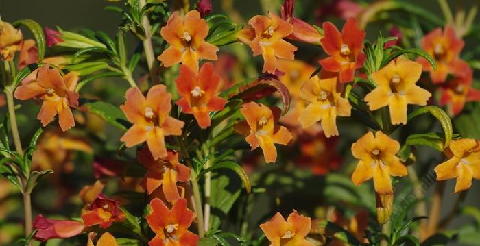 Wonderful color, hummingbirds love it.