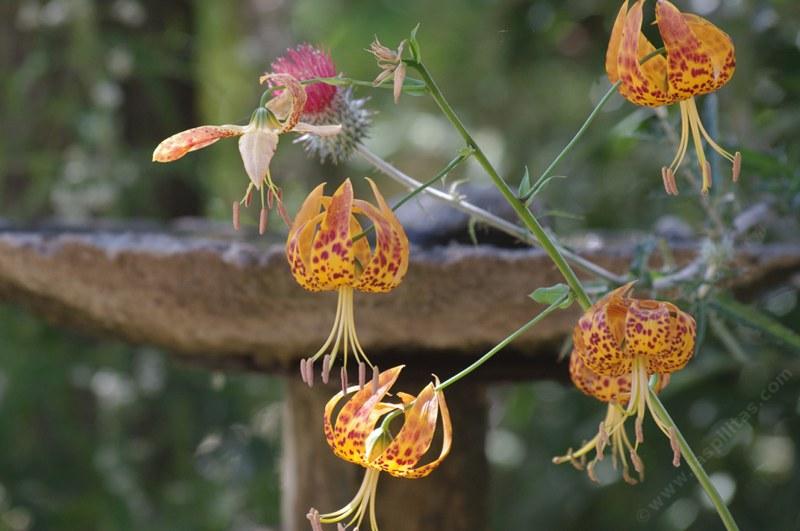Even though these Humboldt Lilies were next to the bird bath, they we far enough away to be dry.
Lilium humboldtii bloomerianum, Humboldt Lily - grid24_24