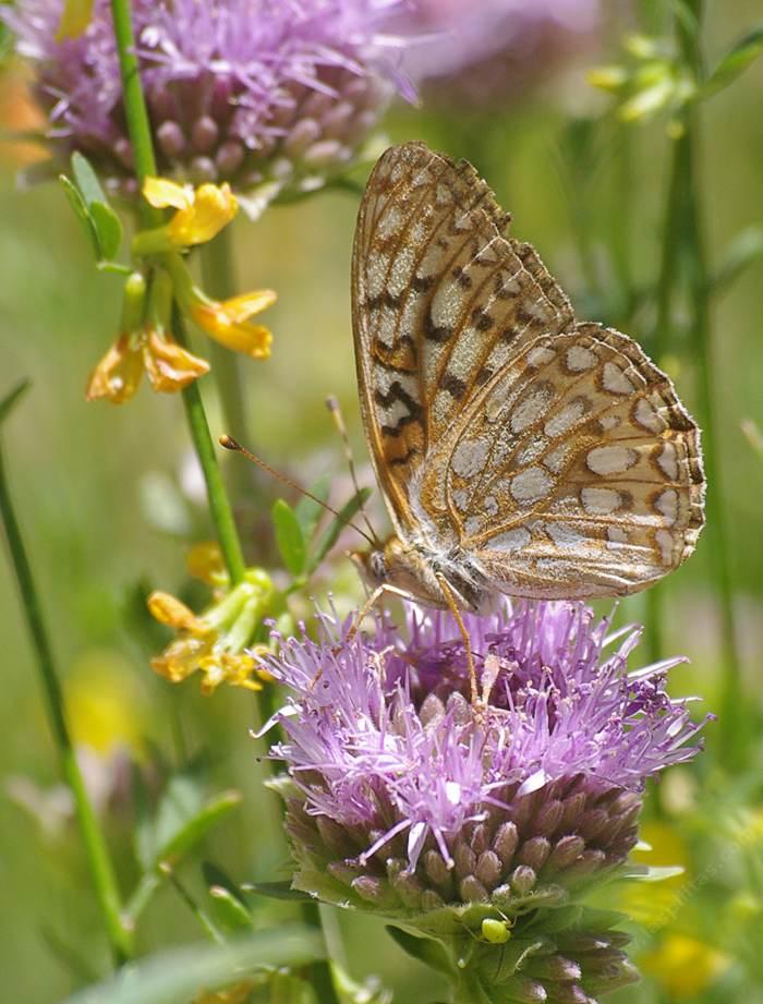 A Callippe Fritillary Butterfly, Speyeria callippe on a Monardella antonina - grid24_24