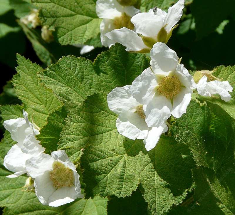 What a nice looking plant. nThimbleberry makes a mini-thicket where there is moisture and cool sun to part-shade. - grid24_24
