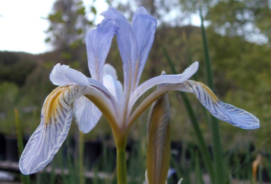 Iris Missiouriensis Seeds - Wild Blue Flag Iris Flower Seed