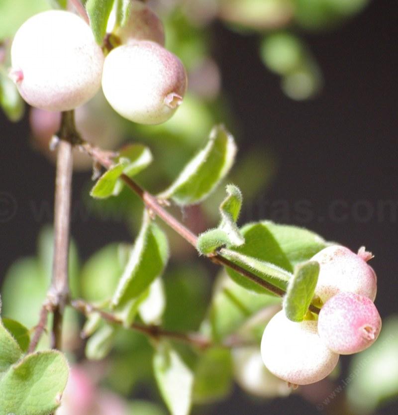 Snowberries