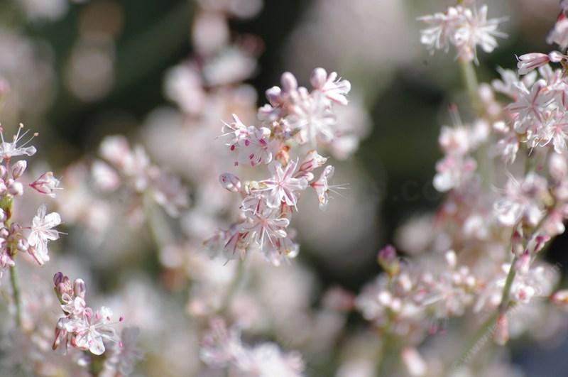 This Buckwheat always looks delightful in flower and nondescript when not. 