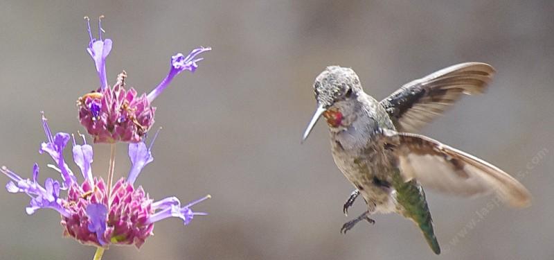 How To Create A California Hummingbird Garden With Native