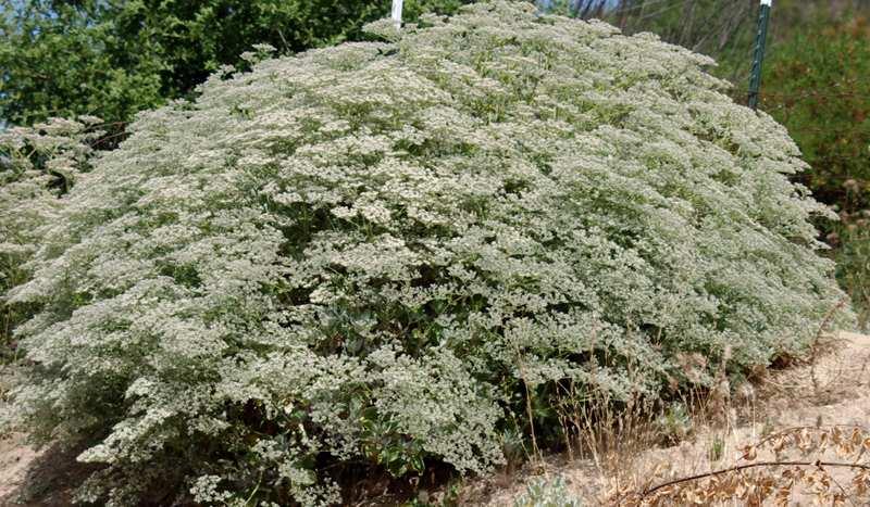 What a perfect mound of insect pleasure. This Giant Buckwheat is 6 foot wide and four foot tall. Eriogonum giganteum is fast and big. - grid24_24