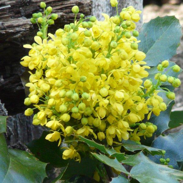 Creeping Mahonia, Mahpnia repens flowers
