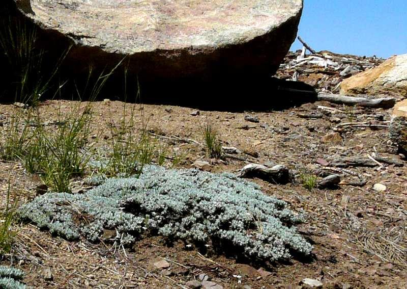 Pictures and descriptions of California buckwheats, Eriogonum species.