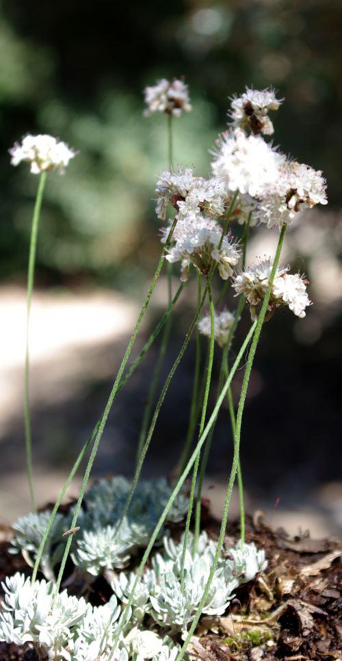 Eriogonum kennedyi, Kennedy's buckwheat.