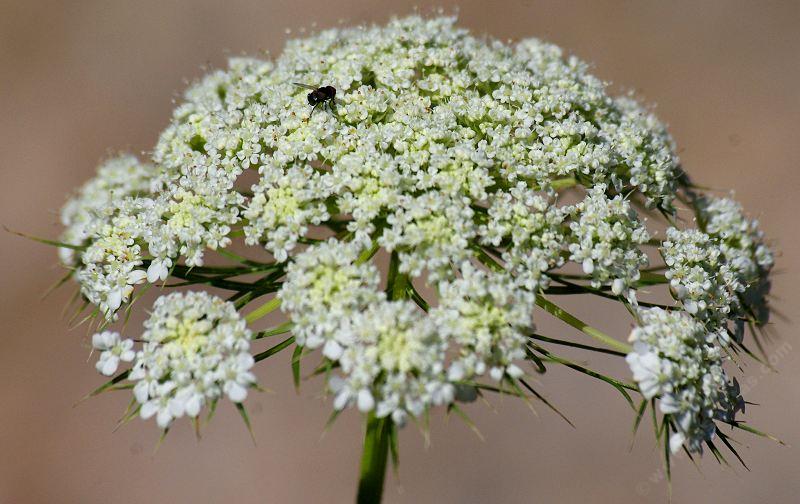 American Wild Carrot. This one was in a pot and very happy so the flowers are very large. In the wild they can be  a centimeter across on a little dinky plant. 