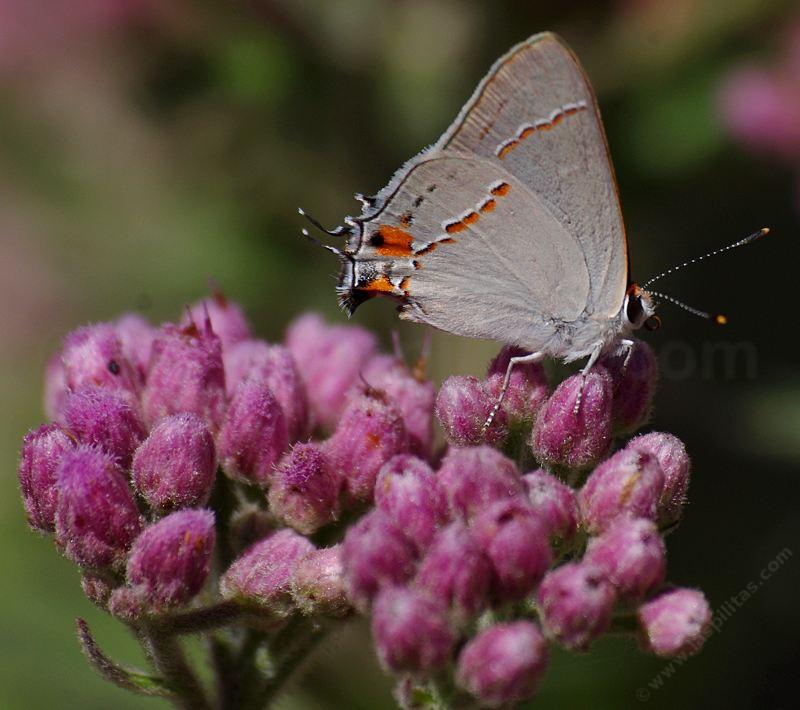 Salt Marsh Fleabane with a Gray hairstreak, Strymon melinus - grid24_24