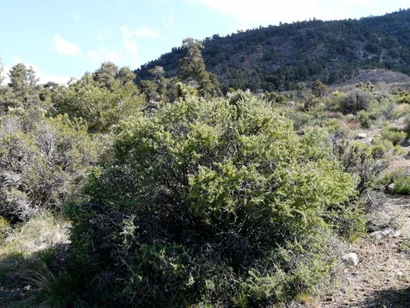 Prunus fasciculata, Desert Almond.