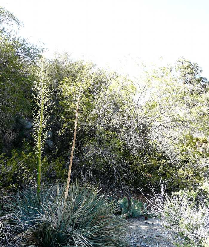 Yucca whipplei caespitosa is a narrow leaf yucca from the desert edges.