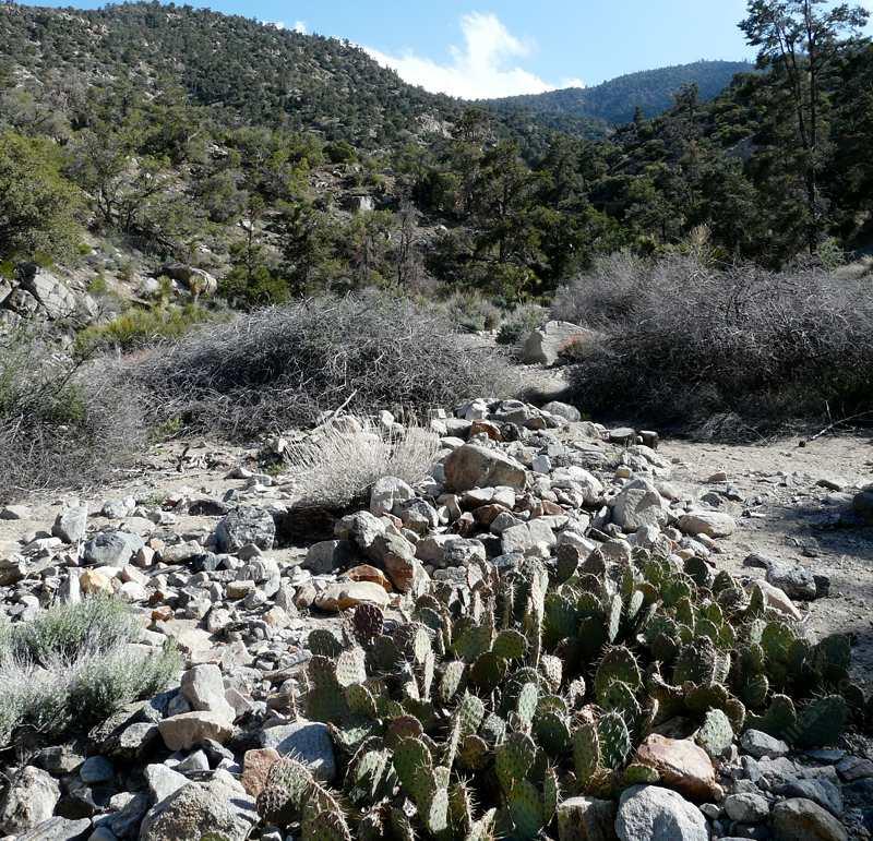 Opuntia phaeacantha between the desert and Big Bear - grid24_24
