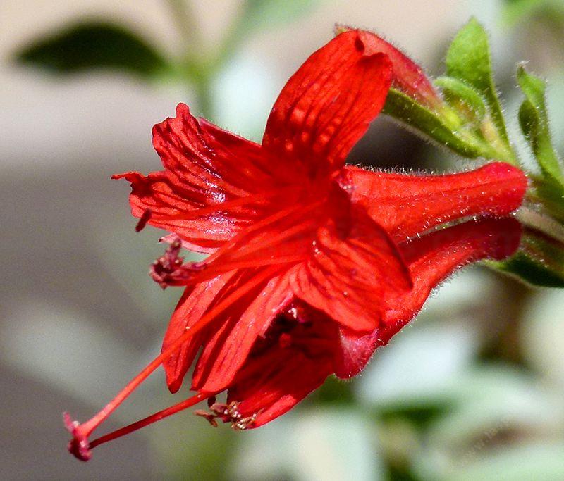 A Zauschneria septentrionalis,(Epilobium sept.) Mattole California fuchsia works well in container, large pot or small entry garden.