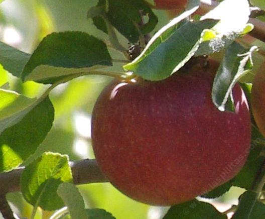 Apples in a Californa Garden