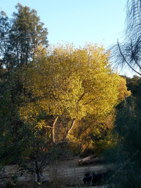 Populus fremontii,  Zapata Fremont Cottonwood tree with fall color