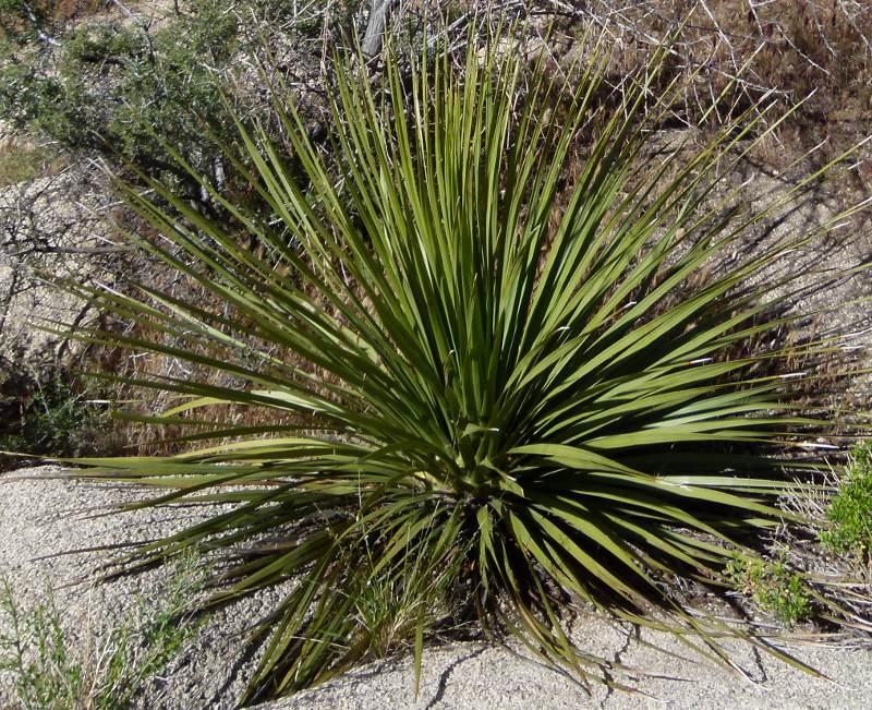 Sorry, a young nursery pot instead of a real plant in the wild. - grid24_24