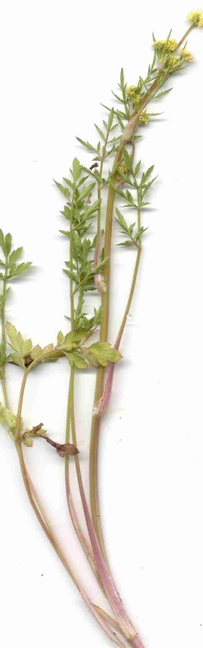 Sanicula bipinnata Poison Sanicle