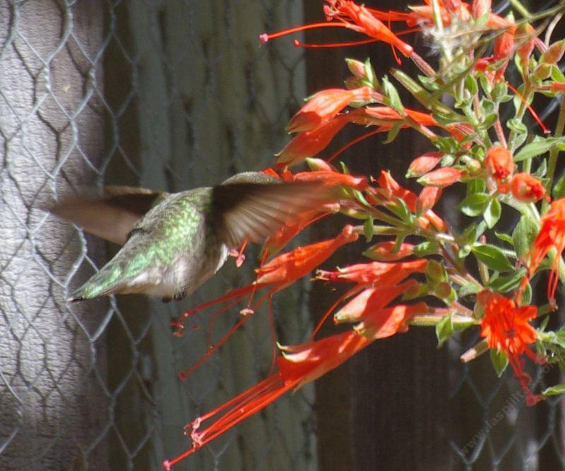 How To Create A California Hummingbird Garden With Native