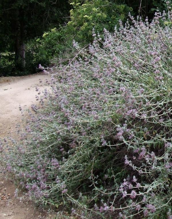 Purple Sage, Salvia leucophylla as a 30 year old bush.
