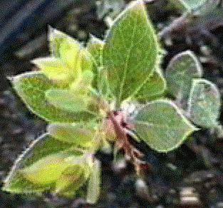 An old picture of Arctostaphylos nummularia sensitiva
