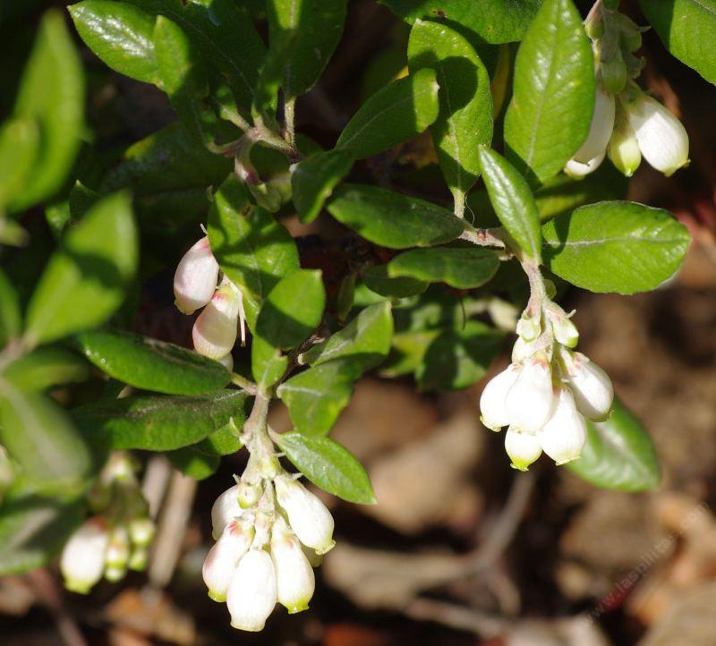 This Xylococcus bicolor was in flower for Christmas.