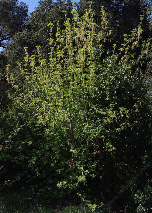 This Box Elder has nice flowers, clean foliage and a rapid growth into a small tree. - grid24_24