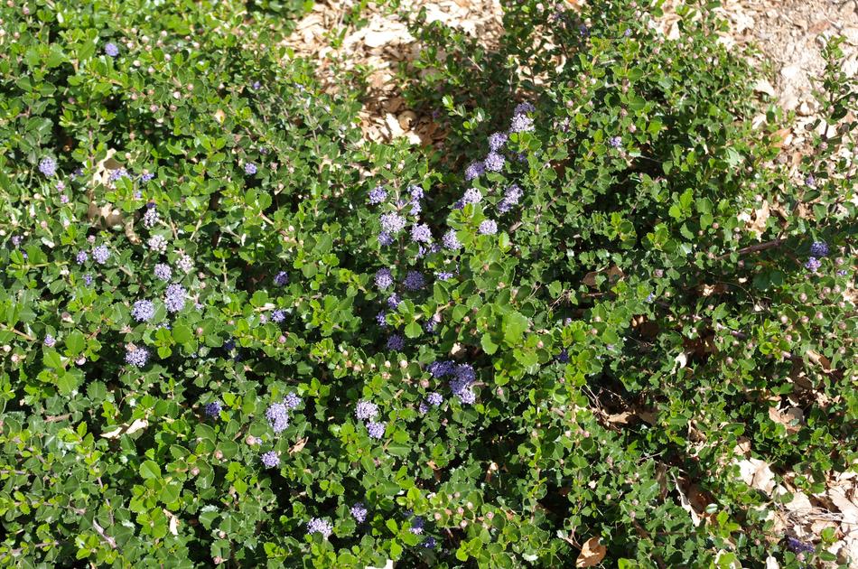 California Native Plant Ground Cover Plants Ceanothus Prostratus Is A Moundy Ground Cover With Blue Flowers Grid24 6