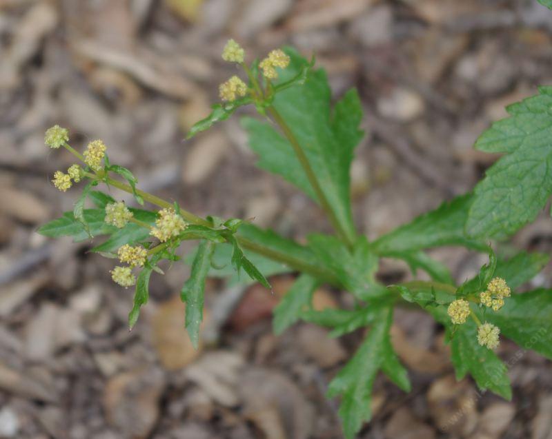 Sanicula crassicaulis, Pacific blacksnakeroot, Pacific Sanicle - grid24_24