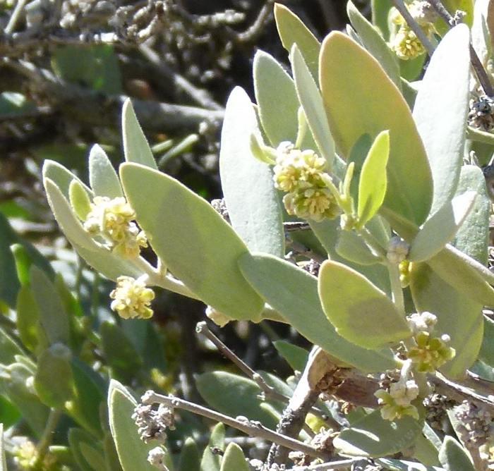 Simmondsia chinensis, Jojoba.