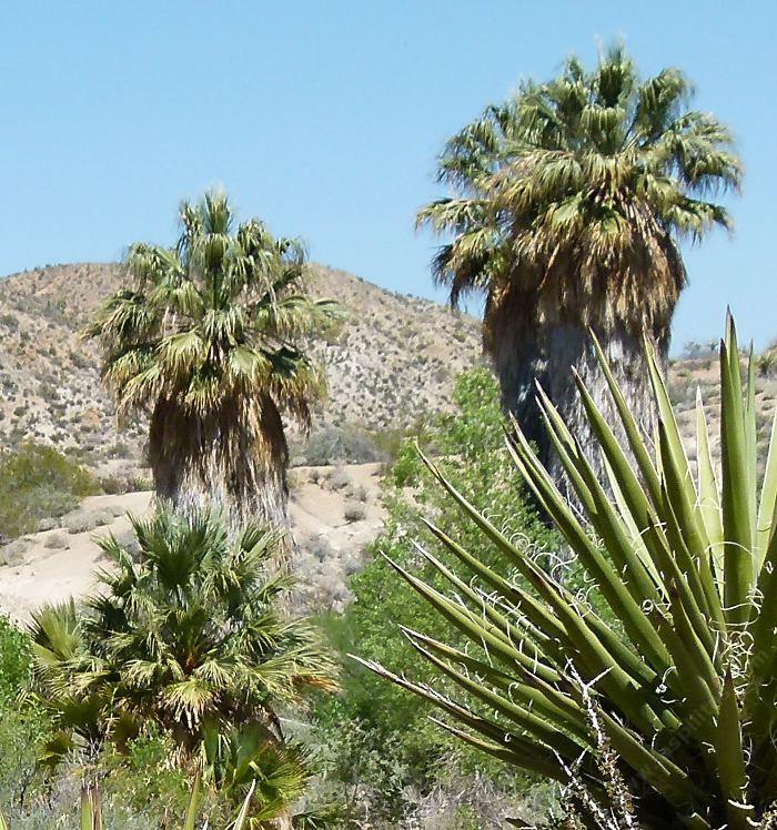 Washingtonia filifera, California Fan Palm.