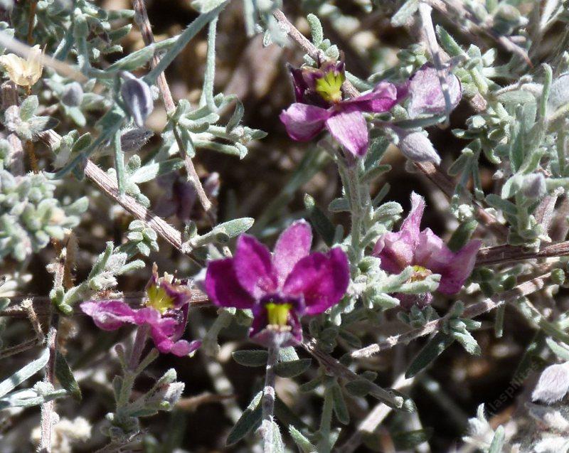 Range Ratany, Krameria parvifolia