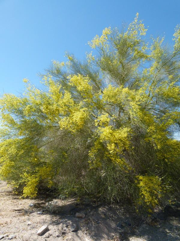 Cercidium Floridum Palo Verde
